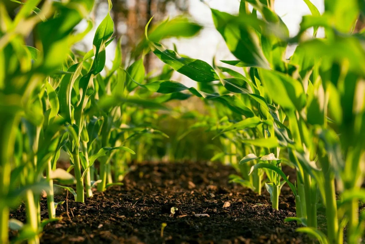 Image de l'article Cyberattaque : Le Ministère de l'Agriculture piraté par le groupe LAPSUS$