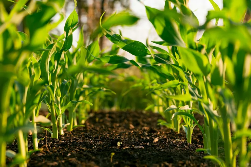 Image de l'articleCyberattaque : Le Ministère de l'Agriculture piraté par le groupe LAPSUS$