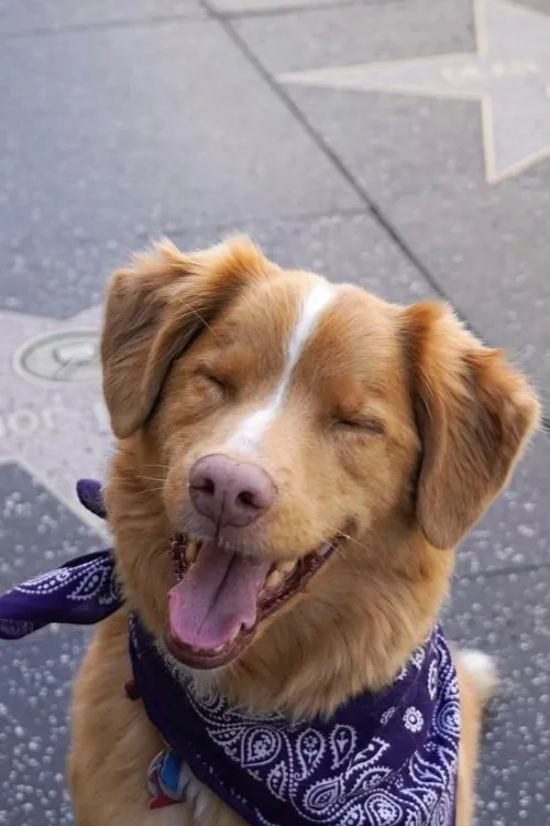 Image de l'acteur Indy