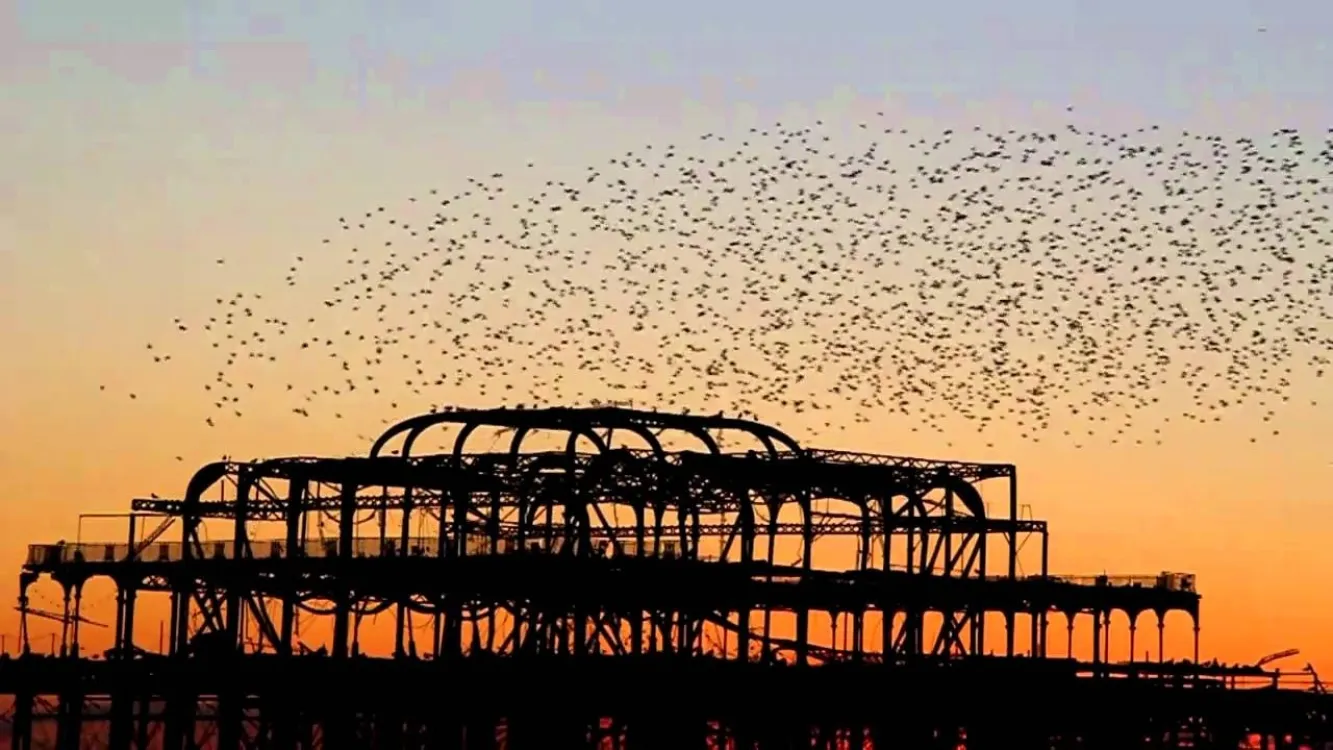 Image Swarm: Nature's Incredible Invasions