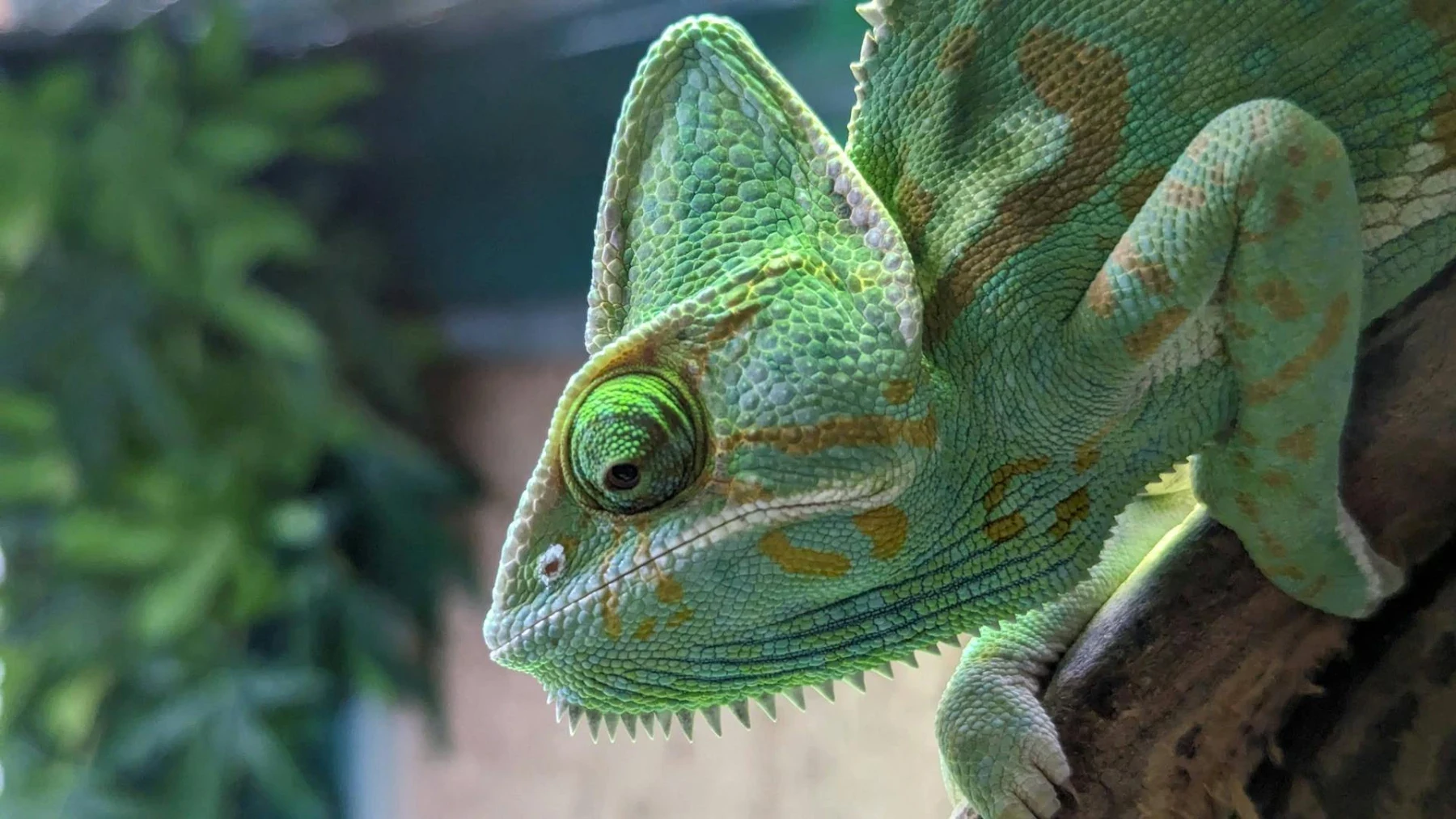 image de Visiter notre partenaire hébergeur web Greenhoster