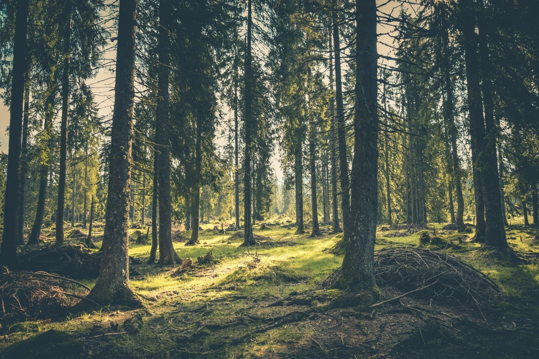 image de Visiter notre partenaire écologique 4 Forests
