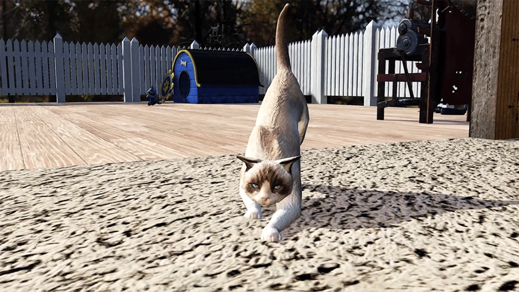 Chat Ragdoll de Fallout 76 Chat Ragdoll de Fallout 76