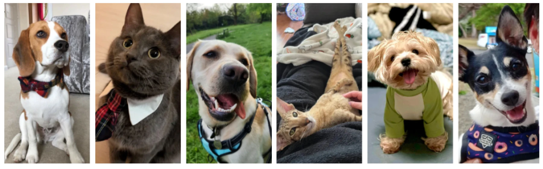 Image des animaux MONOPOLY GO